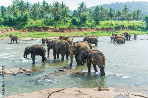 Photography elephants in pinnawela sri lanka
