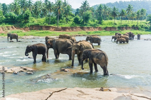 Canvas Print elephants in pinnawela sri lanka
