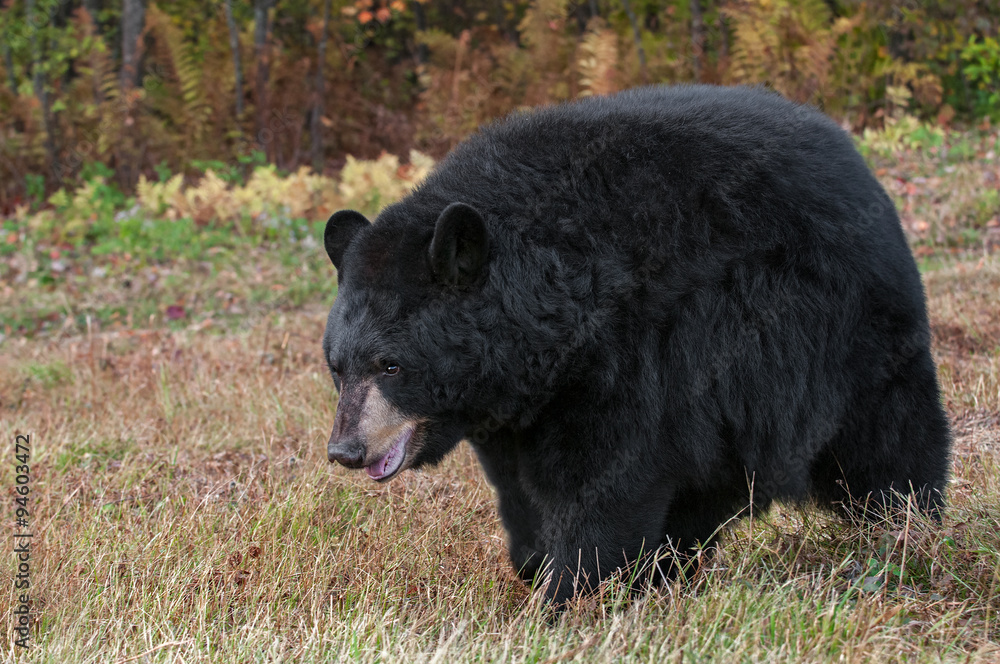 Adult Female Black Bear (Ursus americanus) In Field