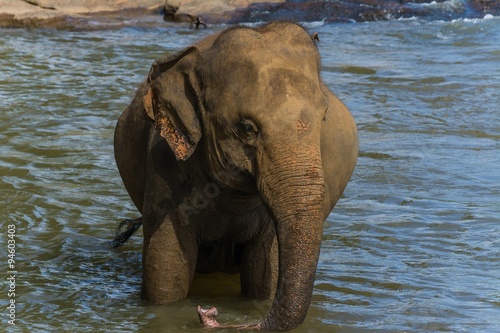 elephants in pinnawela sri lanka