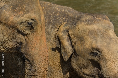 Photography elephants in pinnawela sri lanka