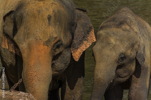 Photography elephants in pinnawela sri lanka