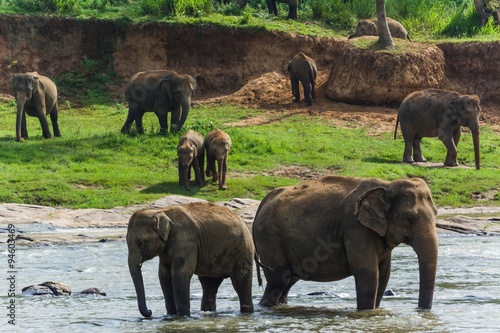 Photography elephants in pinnawela sri lanka