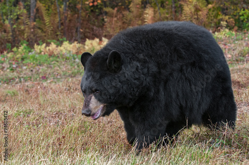 Adult Female Black Bear (Ursus americanus) In Field © hkuchera