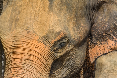 Photography elephants in pinnawela sri lanka
