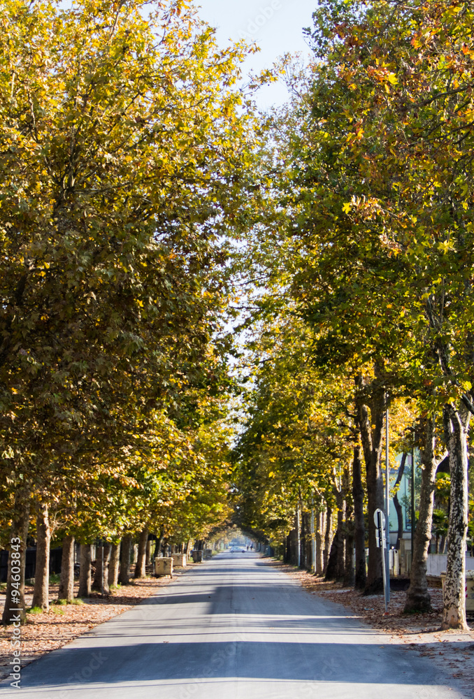 Naklejka premium Viale alberato in riva al mare