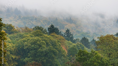 in the forest of heidelberg