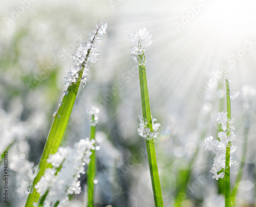 Obraz na plátně Frozen grass close up. Nature background.