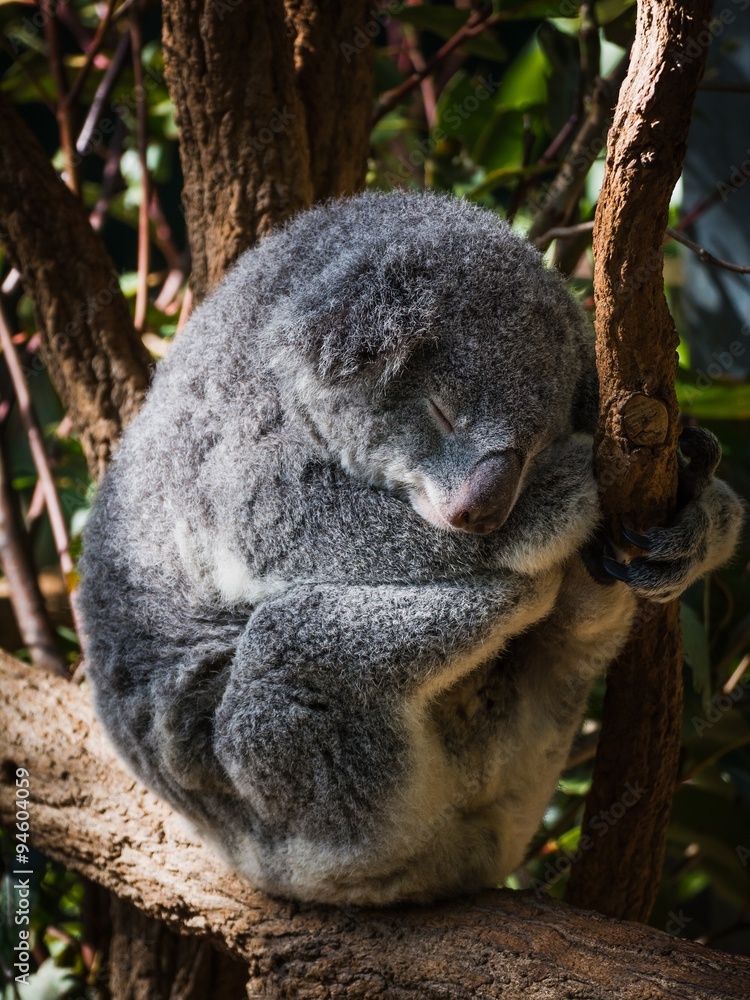 Fototapeta premium koalas in australia