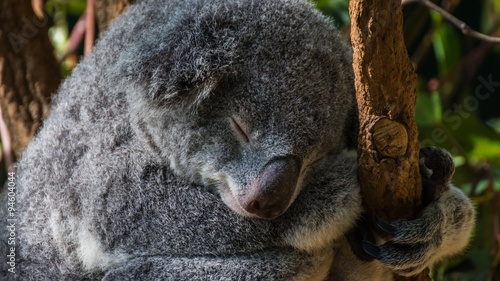 Canvas Print koalas in australia