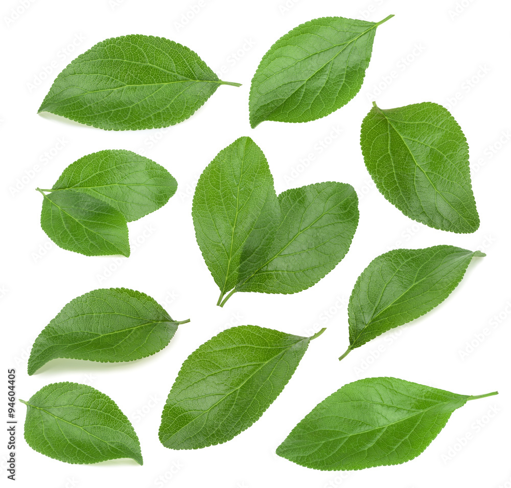 Fototapeta premium Plum leaves isolated on white background