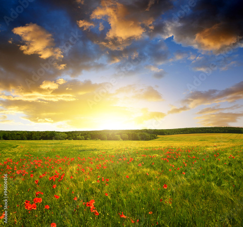 Spring landscape with red poppies in wheat field at sunset