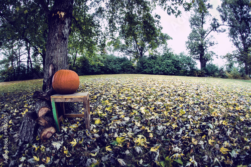 Fisheye of fall pumpkin under a tree