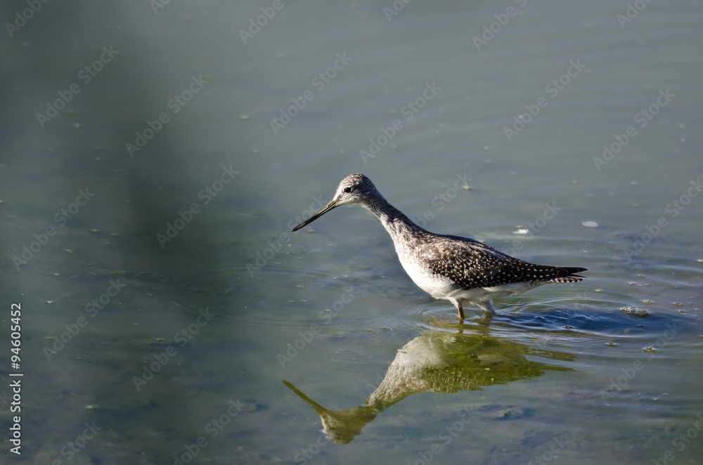 Greater Yellowlegs Hunting in the Shallow Water Greater Yellowlegs Hunting in the Shallow Water