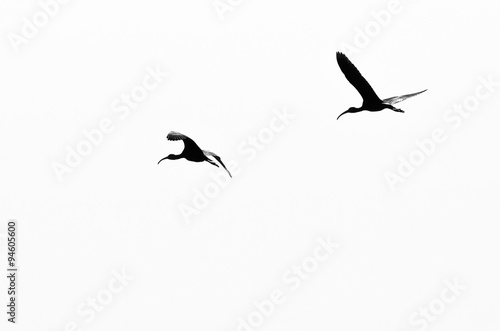 Two White-Faced Ibis Silhouetted on a White Background