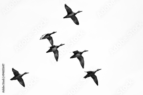 Flock of Ducks Flying on a White Background