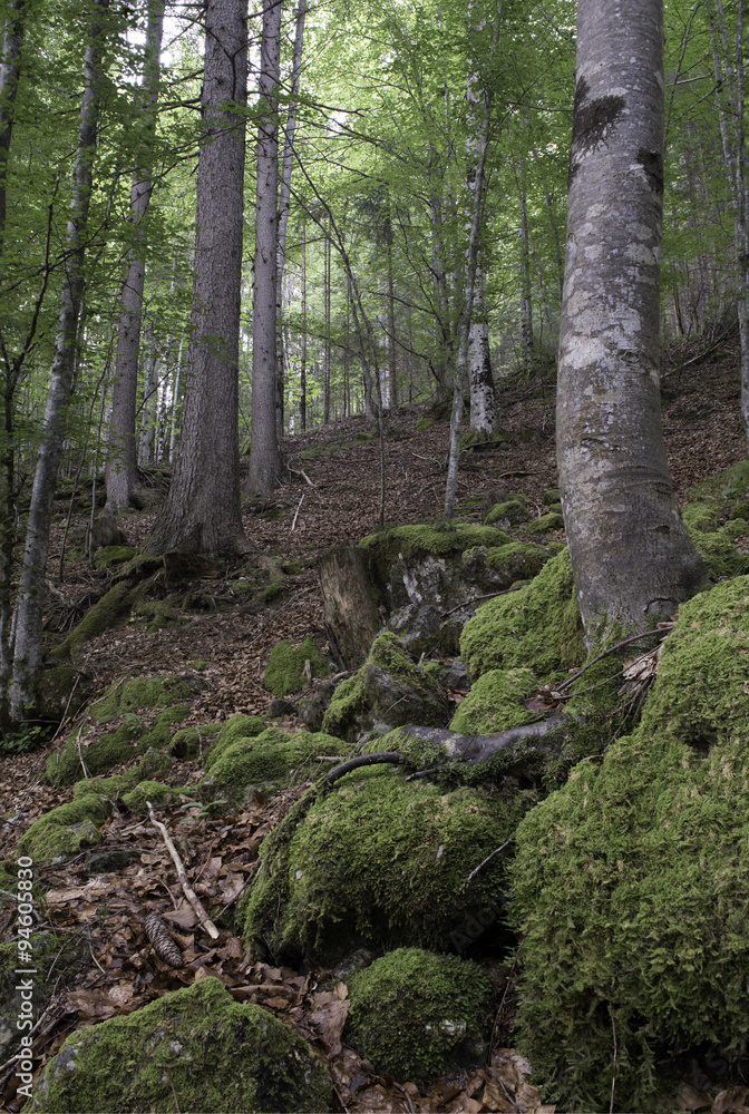 Inside a forest in the italian dolomites Inside a forest in the italian dolomites