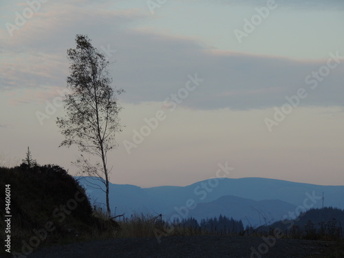 Lone tree at dusk in Grizedale, Cumbria. Lake District. photo
