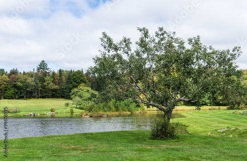 rural meadows and fields with picturesque pond and old apple tree in early fall 