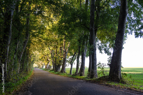 Canvas Print Typical small backroad from funen, southern Denmark.