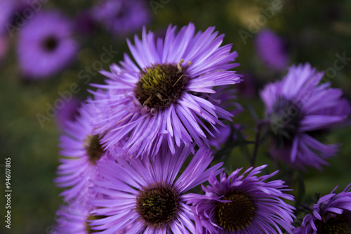 Fotografia Purple flover