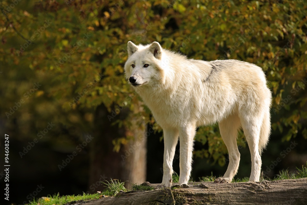 Loup blanc