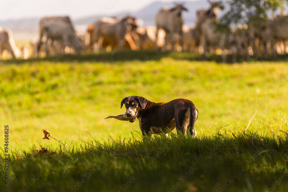 Thai sheepdog with herd of cow in nature background. Thai Dog is Thai sheepdog with herd of cow in nature background. Thai Dog is