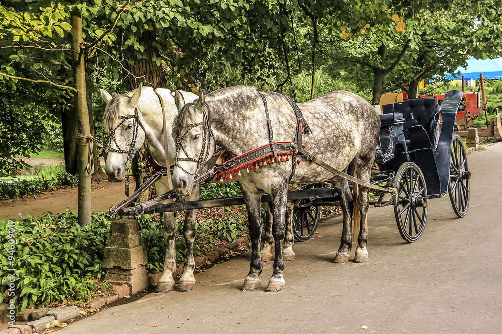 Two Horses in carriage