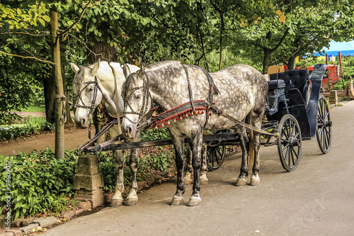 Two Horses in carriage