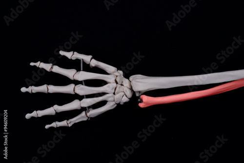 Tableau sur toile Ulna Bone