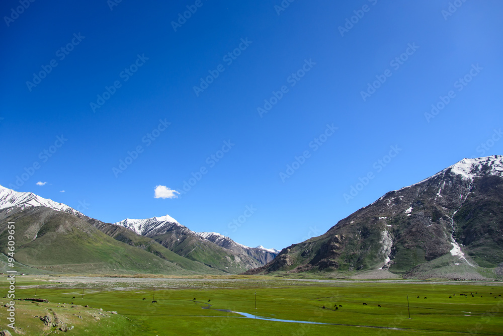 Cow field with snow mountain Himalaya background.
