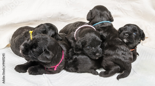 Small group puppi breed Miniature Schnauzer
