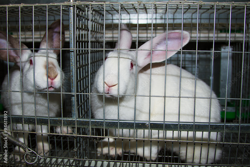 Obraz premium Rabbits in cage