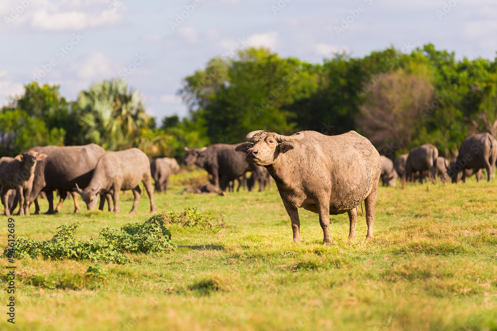 Thai buffalo at Pa Sak Dam in Lopburi, Thailand - Selective Focu