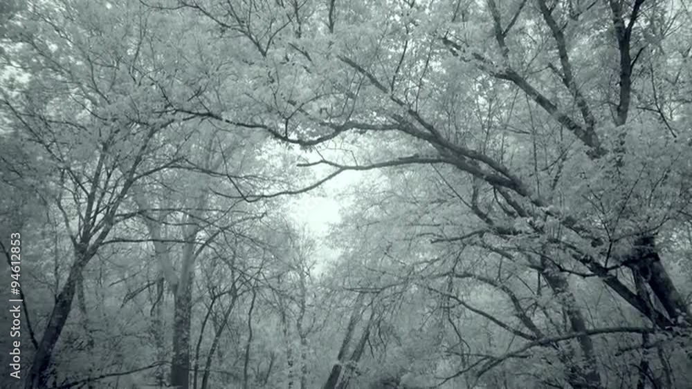 Enchanted Frozen Forest and Stream Enchanted Frozen Forest and Stream