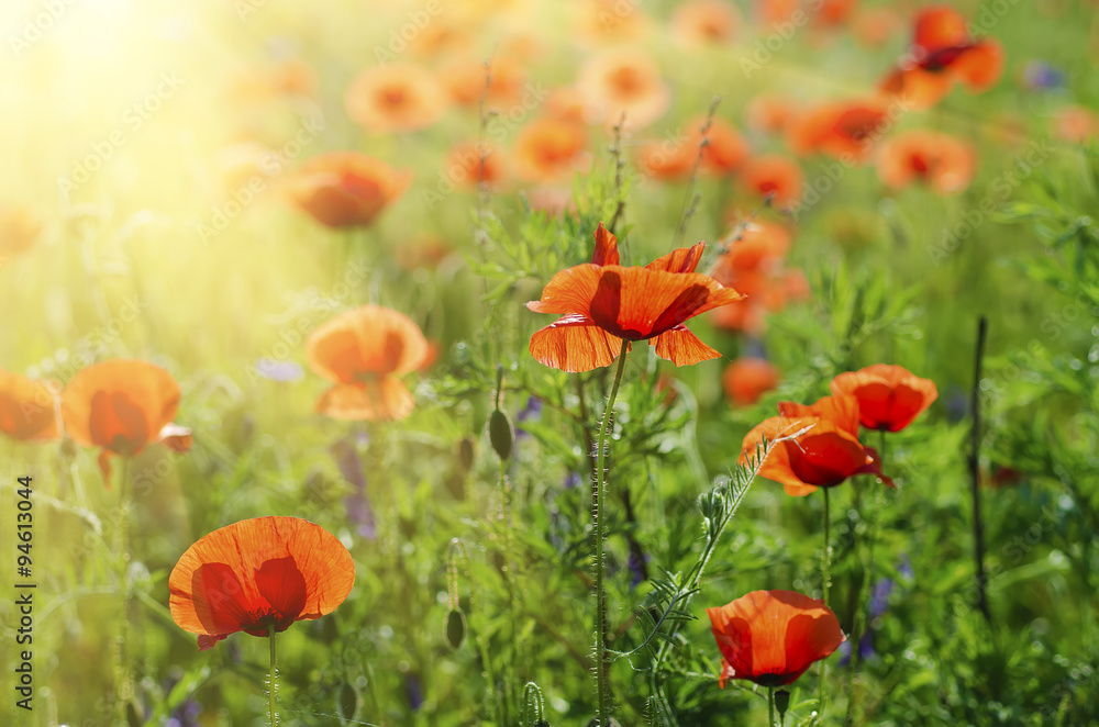 Fototapeta premium Poppy in a field