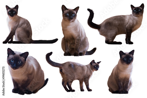 Set of Adult Siamese cats
