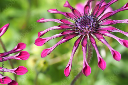 Spider Daisy Purple 