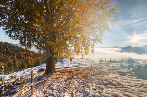 Colorful autumn trees with snow photo