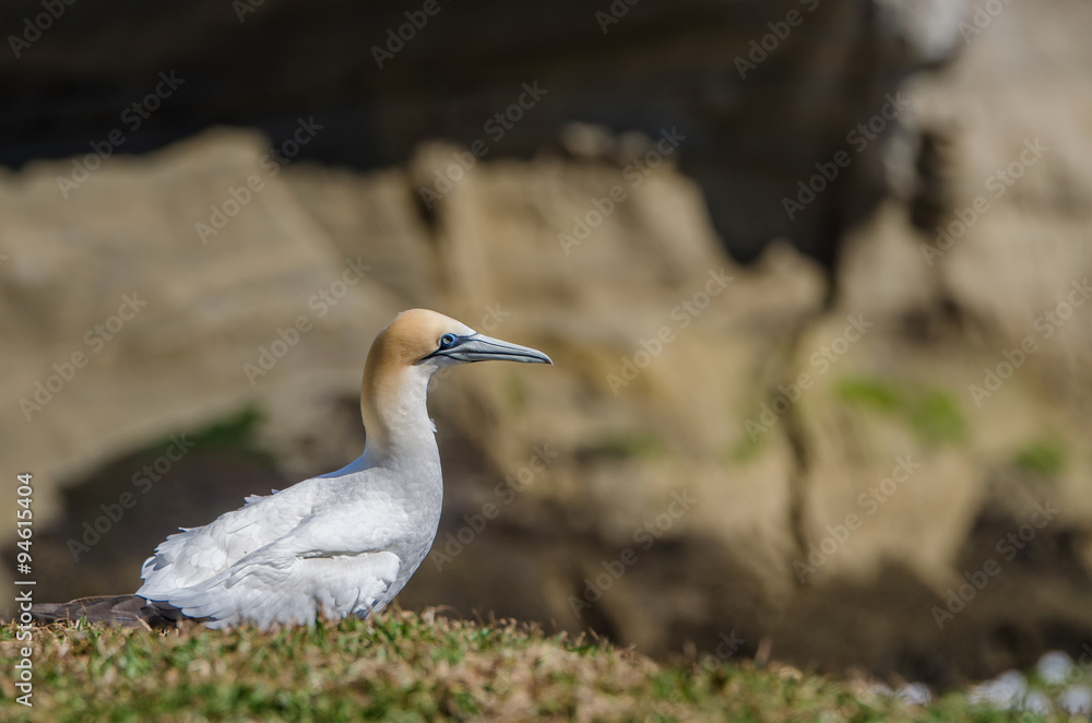 Gannet in Muriwai Regional Park,New Zealand