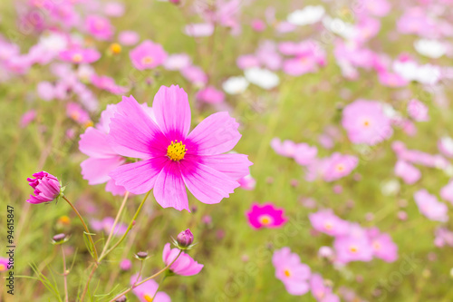 yellow carpel in  pink cosmos flower