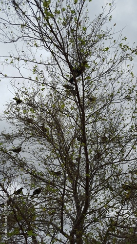 Birds in tree