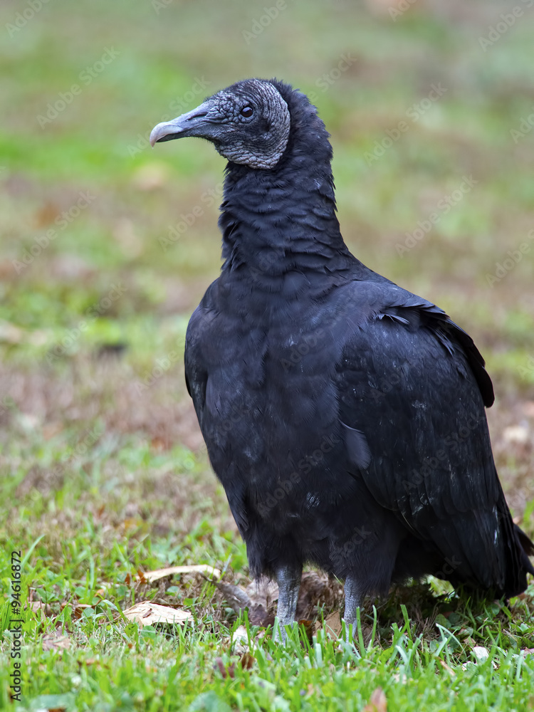 Fototapeta premium Black Vulture sitting on the grass
