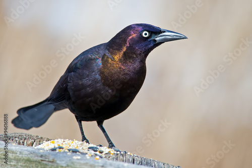 Boat-tailed Grackle photo