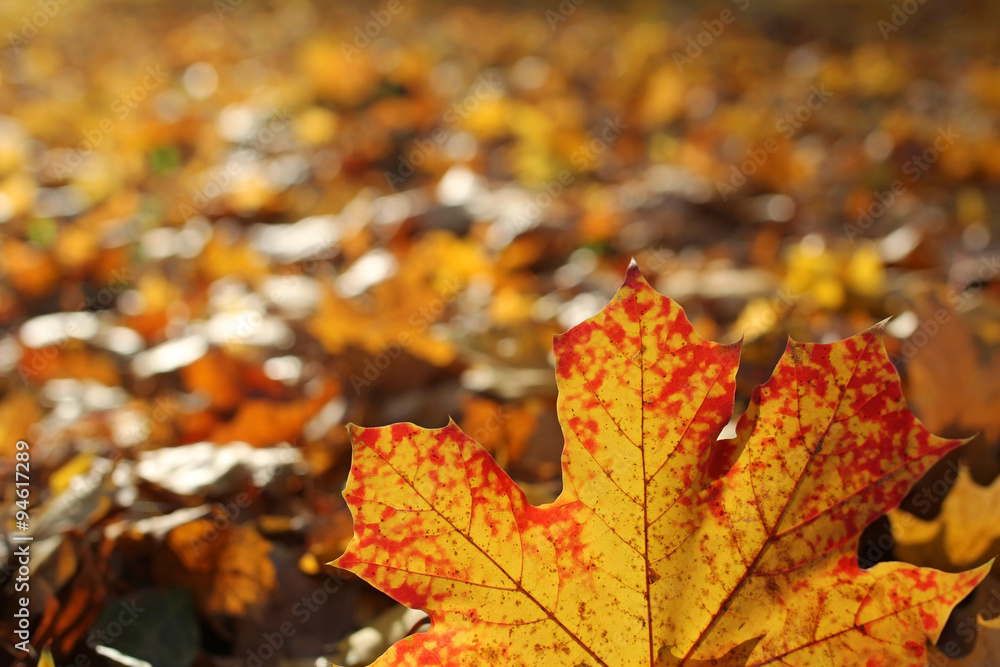 closeup of red maple leaf with blurred background