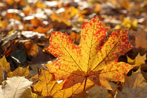 closeup of autumn maple leaf with blurred background