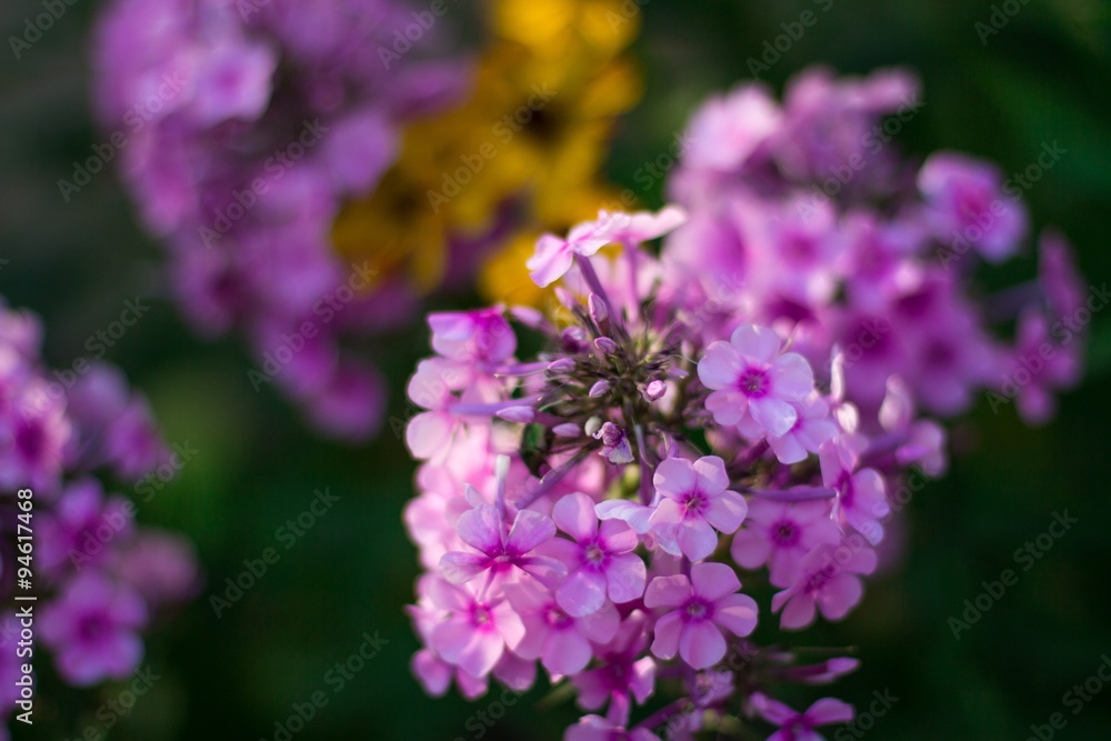 Phlox