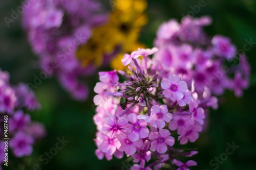 Phlox