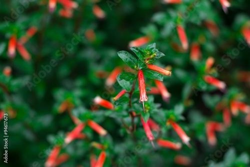 Cigar flowers - cuphea ignea