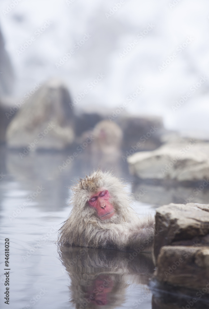 Naklejka premium Snow monkeys (Japanese Macaques) in the onsen hot springs of Nagano,Japan.